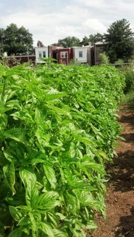 Wednesday June 28 Market at LeDroit Park