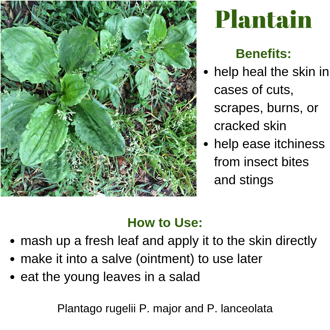 Herb of the Month Plantain — Common Good City Farm