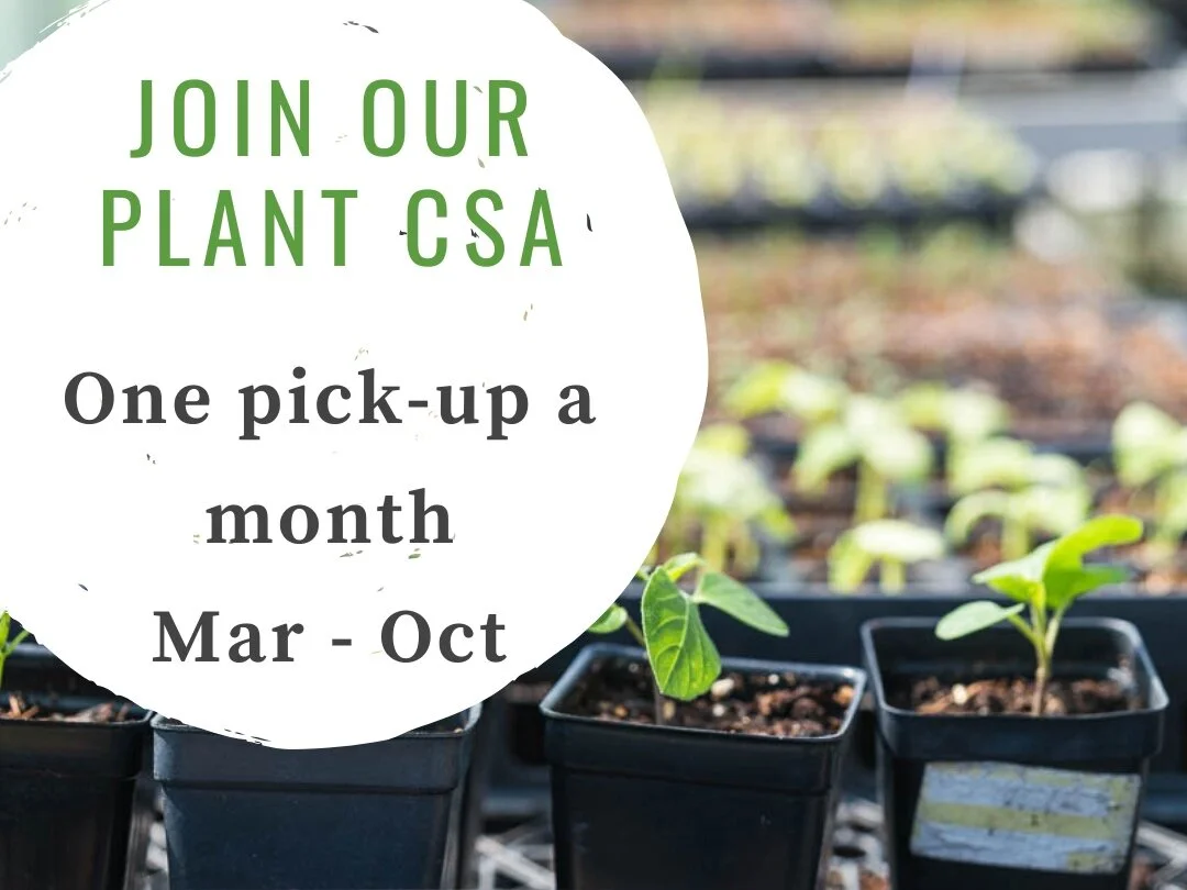 Join our Plant CSA