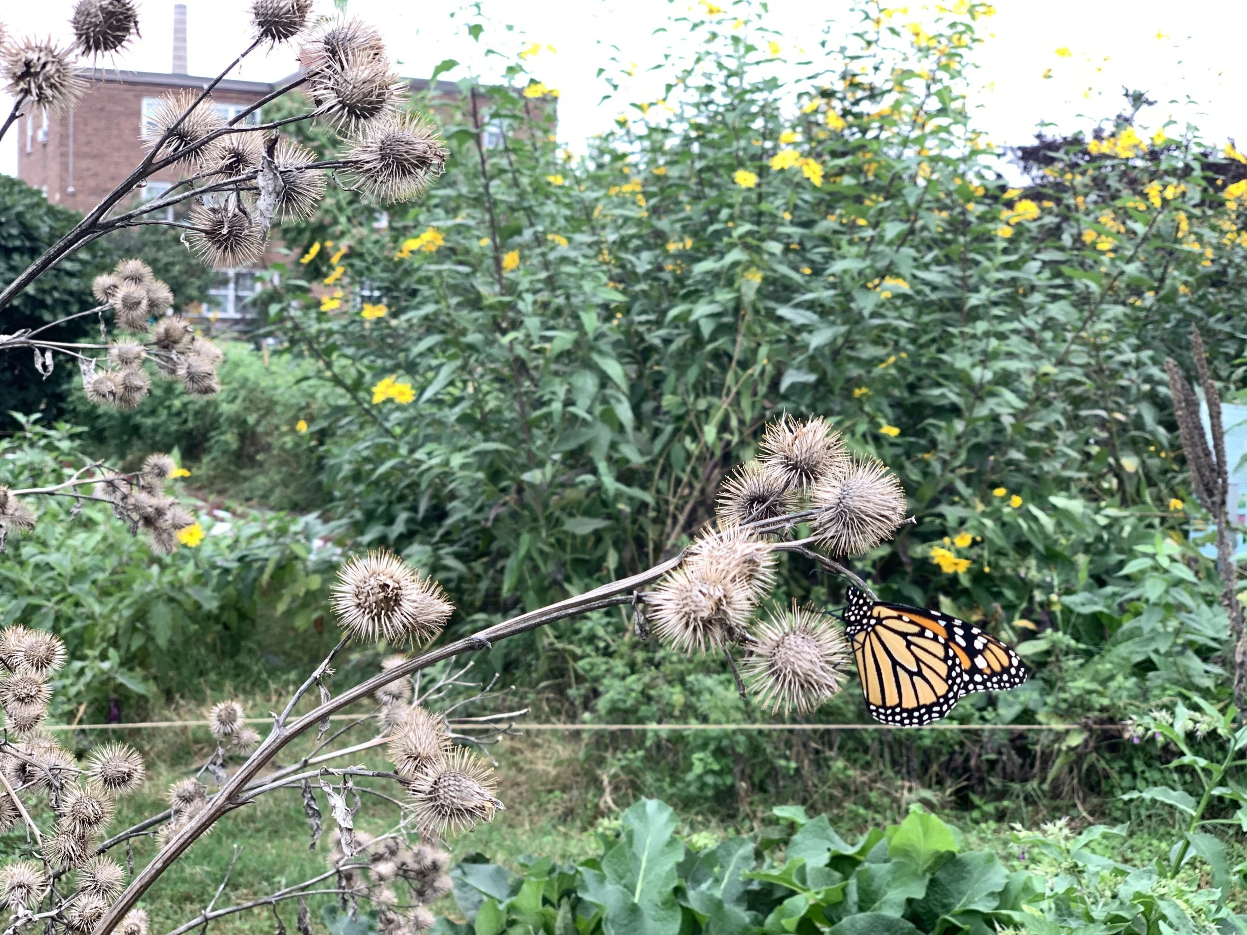 Decolonizing Thanksgiving