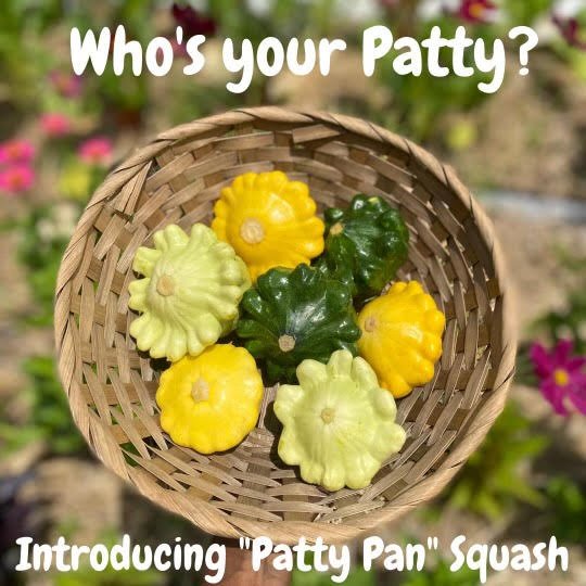 Patty Pan Squash (Copy)