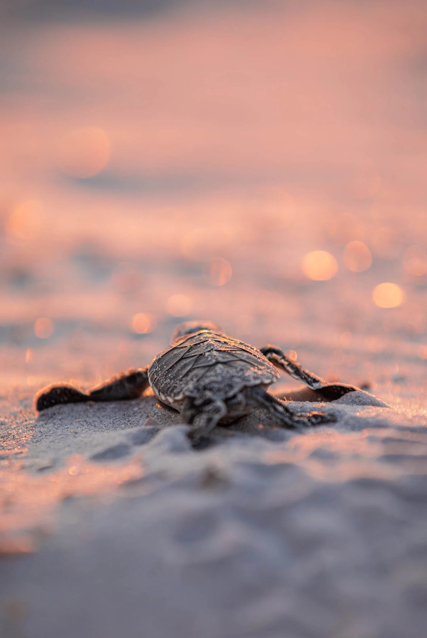 stjoseph.turtle.patrol.2-by-johnstarrettphoto.jpeg.jpg