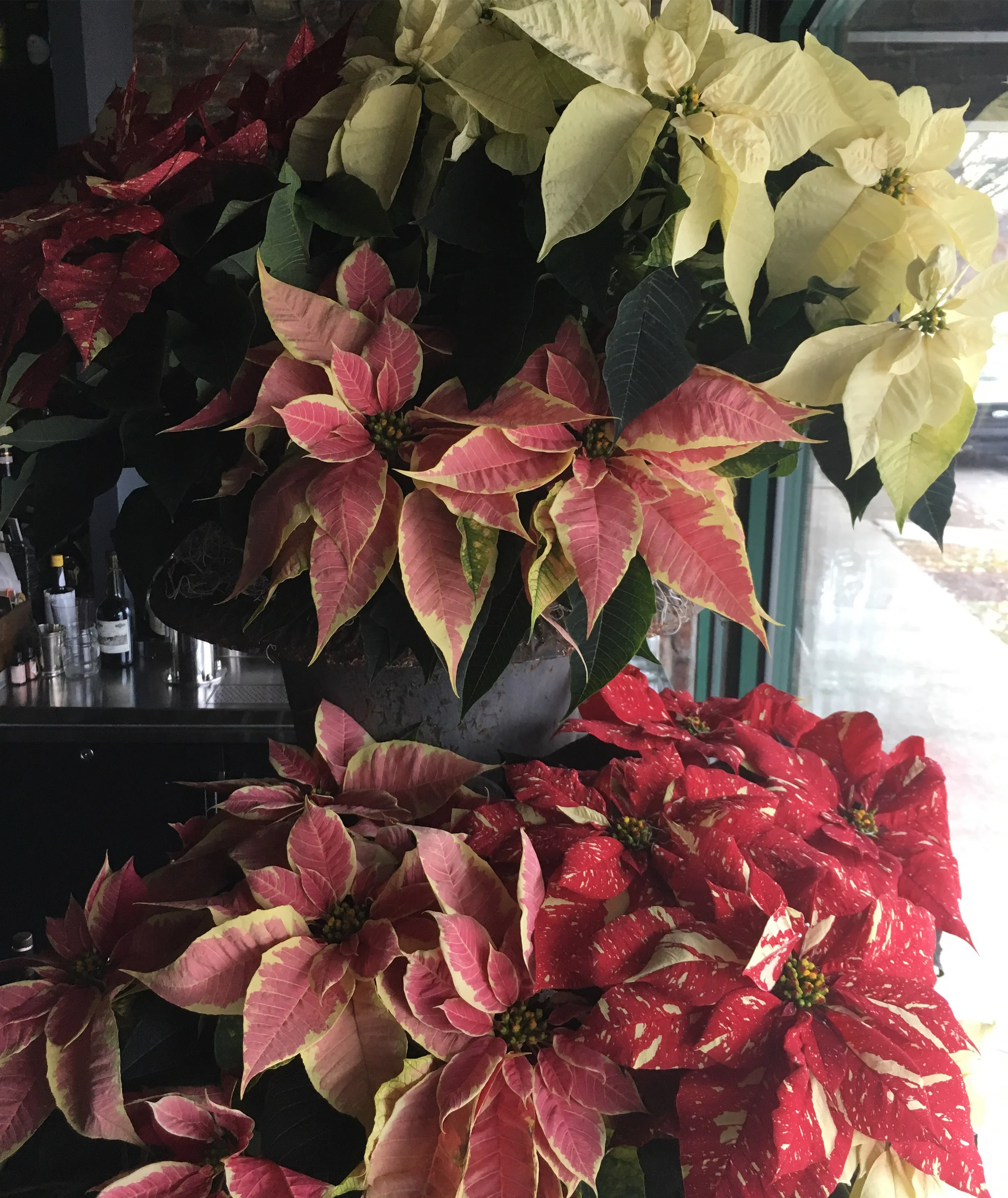 Flowers_Holiday_BG_PoinsettiaCU.jpg