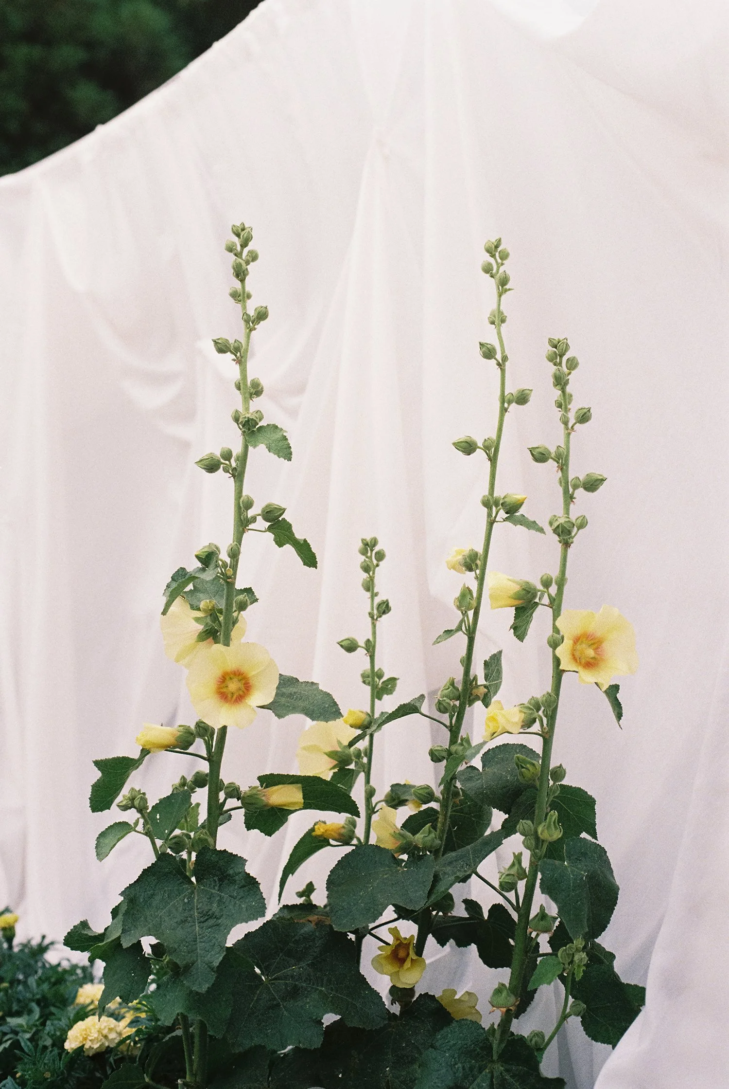 NewZealand-analogue-wedding-photographer-SarahBurton-150.jpg