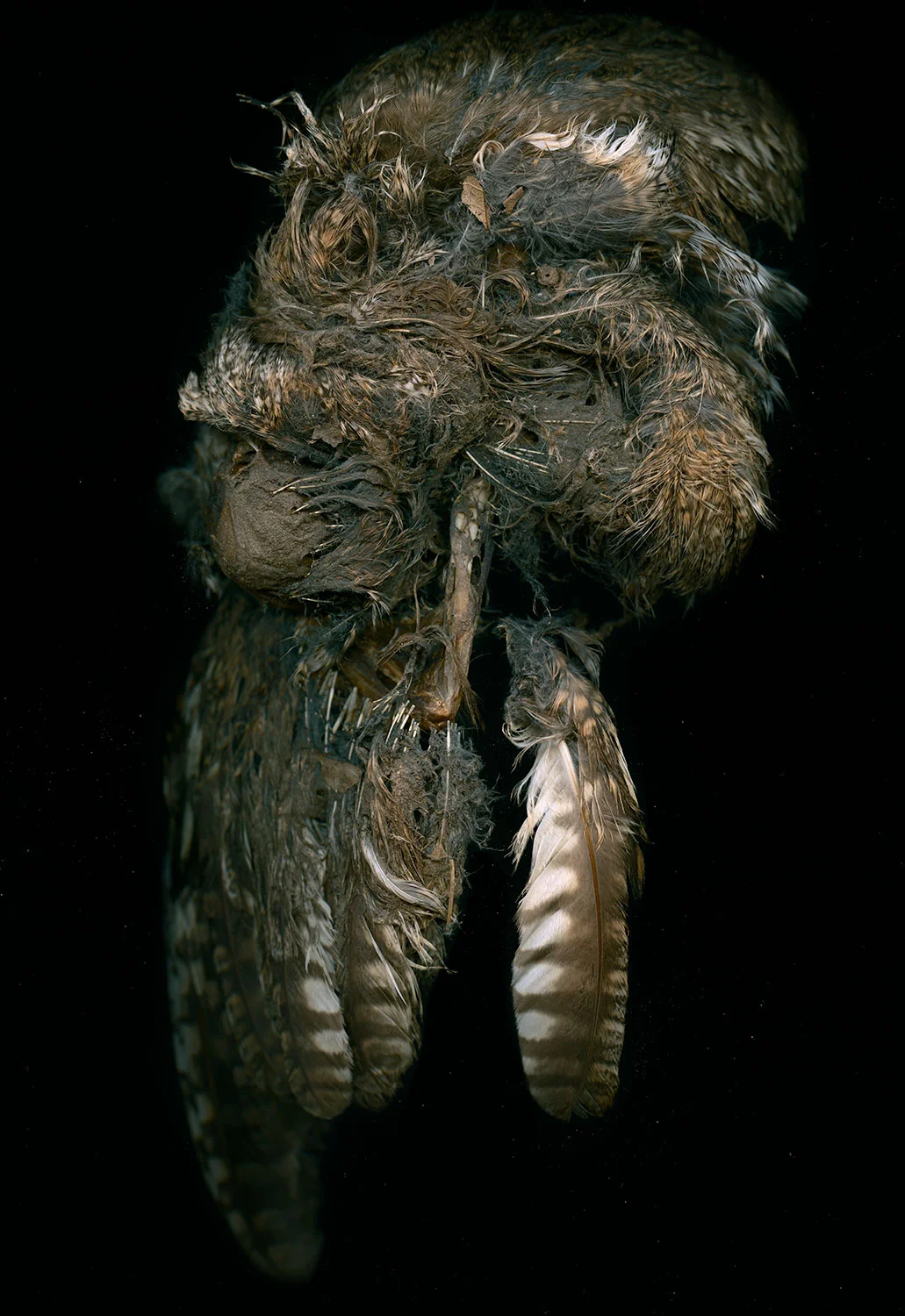 _--------Hawkand-Headress_11_02.jpg