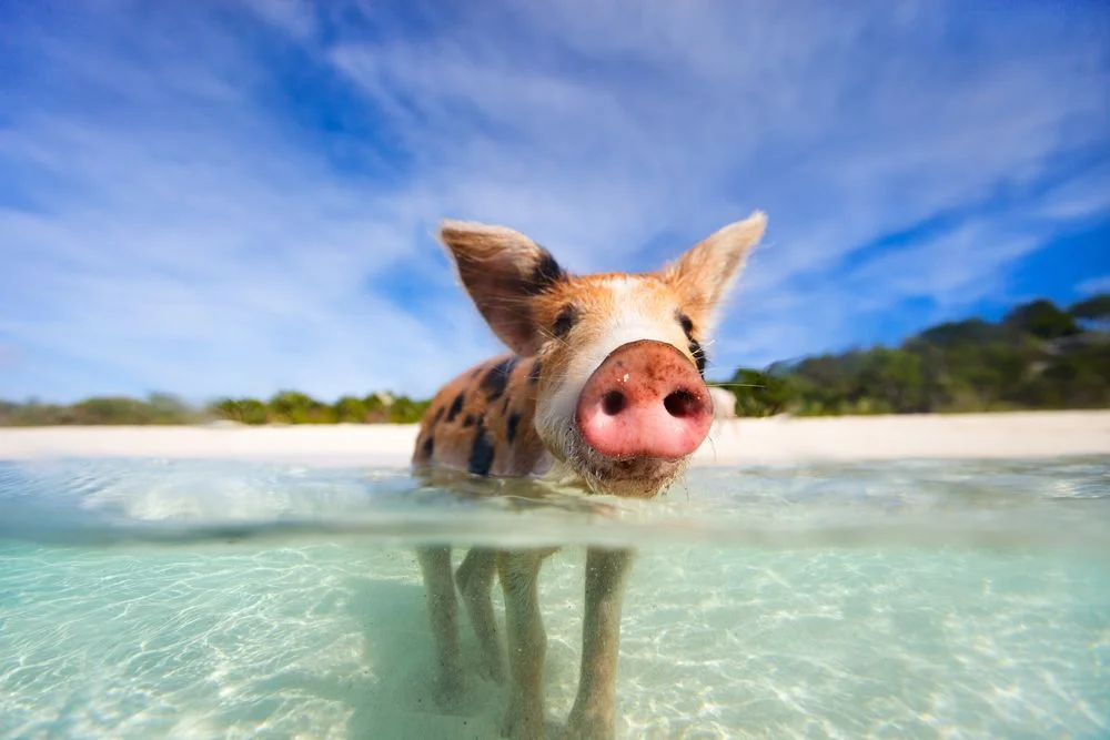 pig.jpg