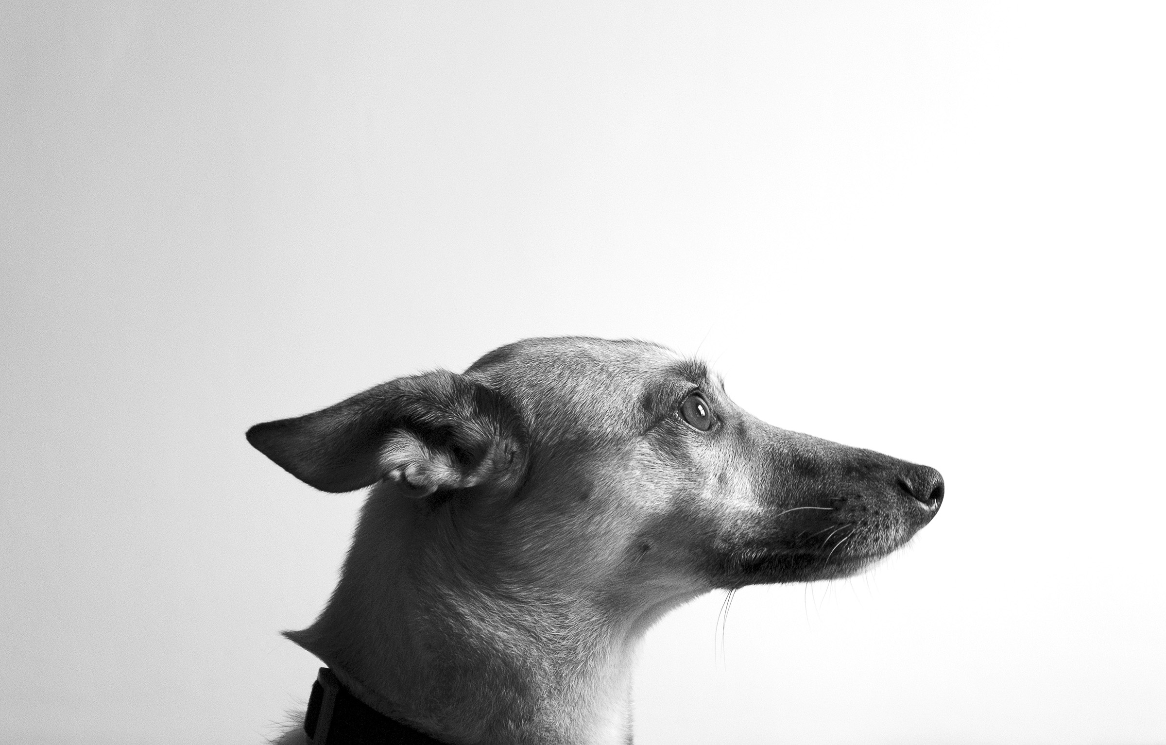 portrait03.jpg