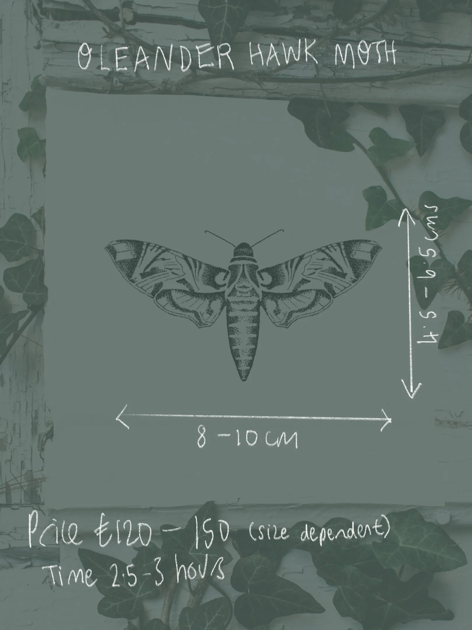 Hawk moth 2.jpg