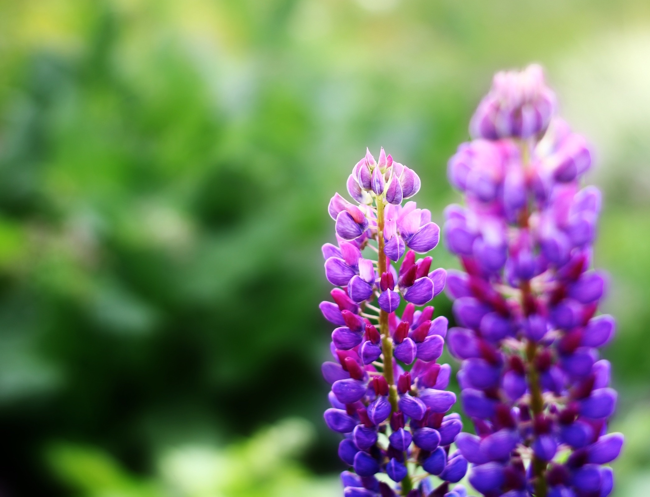 purple flowers cropped 2.jpeg
