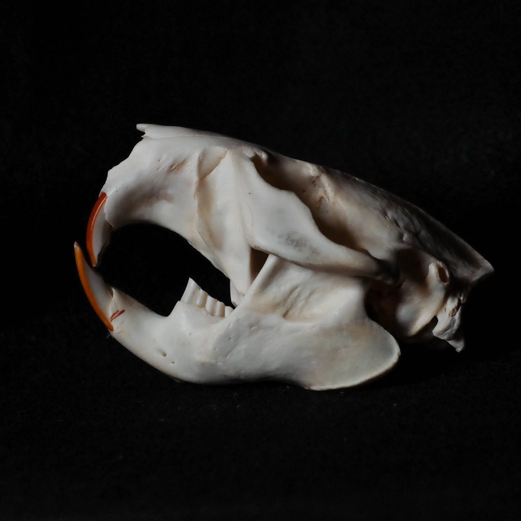 untitled-7.jpg
