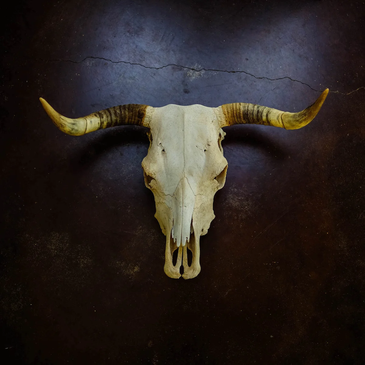 skull_240dpi.jpg