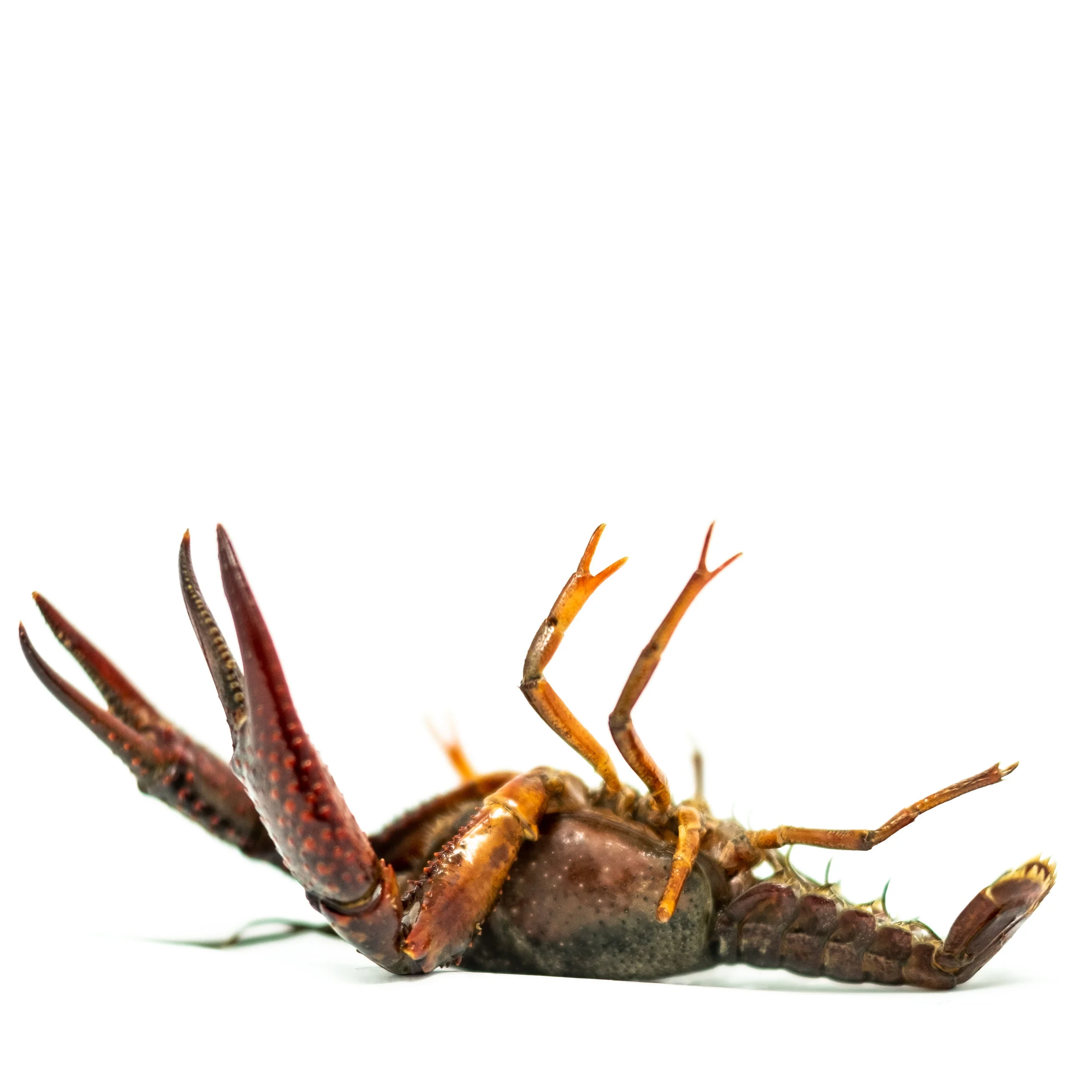 DSCF3764-4.jpg