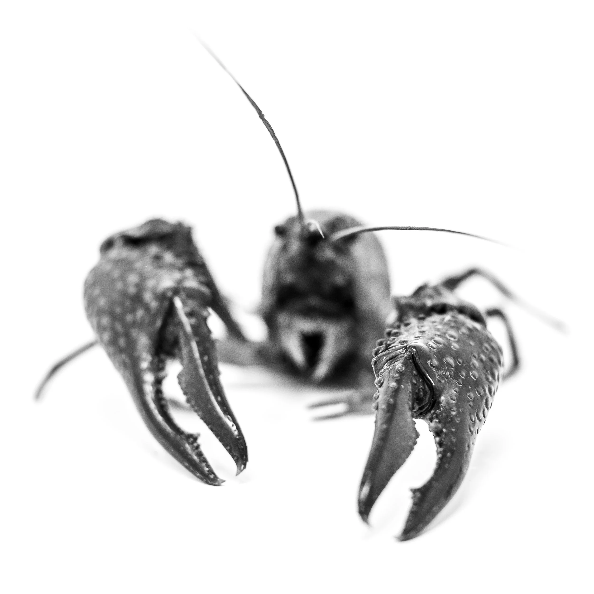 DSCF3795-2.jpg