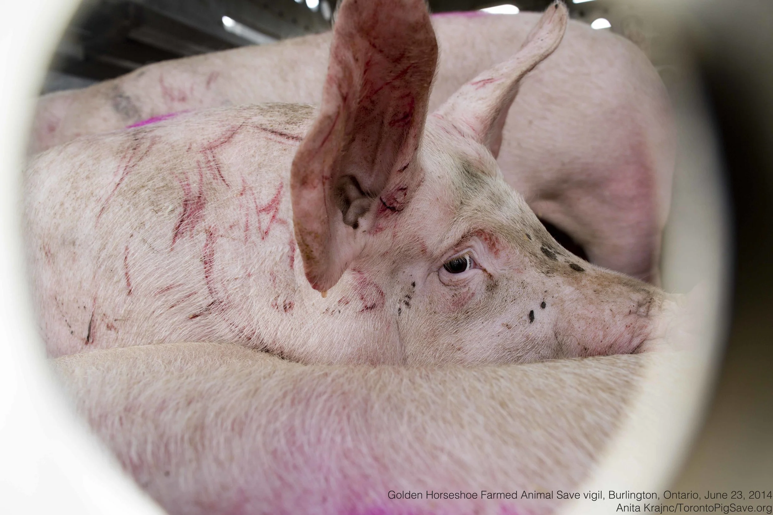 Photo credit: Golden Horseshoe Farmed Animal Save / Anita Krajnc - Toronto Pig Save