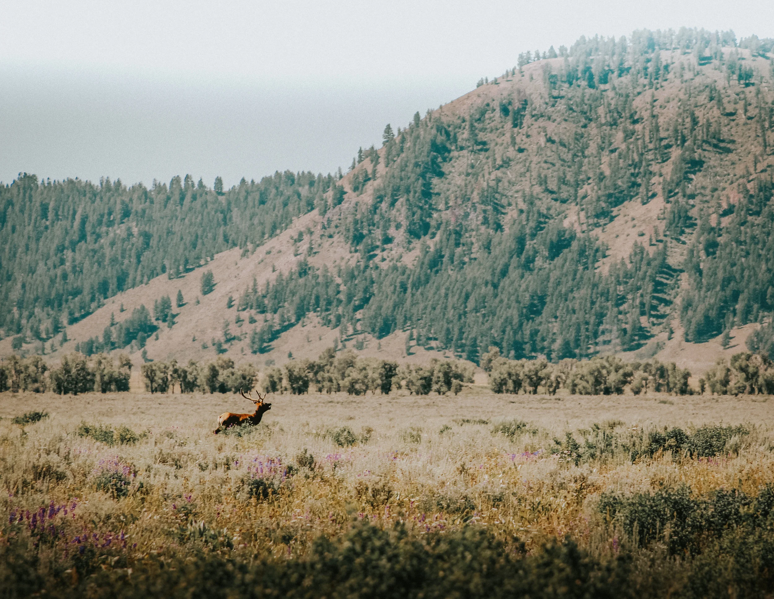 jackson hole (1 of 1).jpg