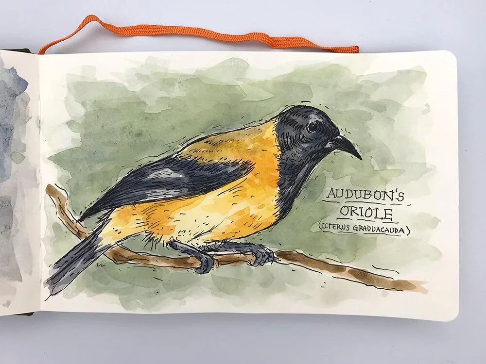 audubonsOriole.JPG