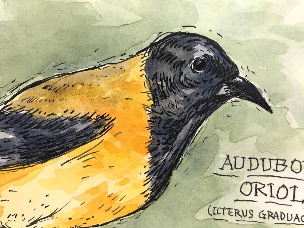 audubonsOrioleDetail.JPG