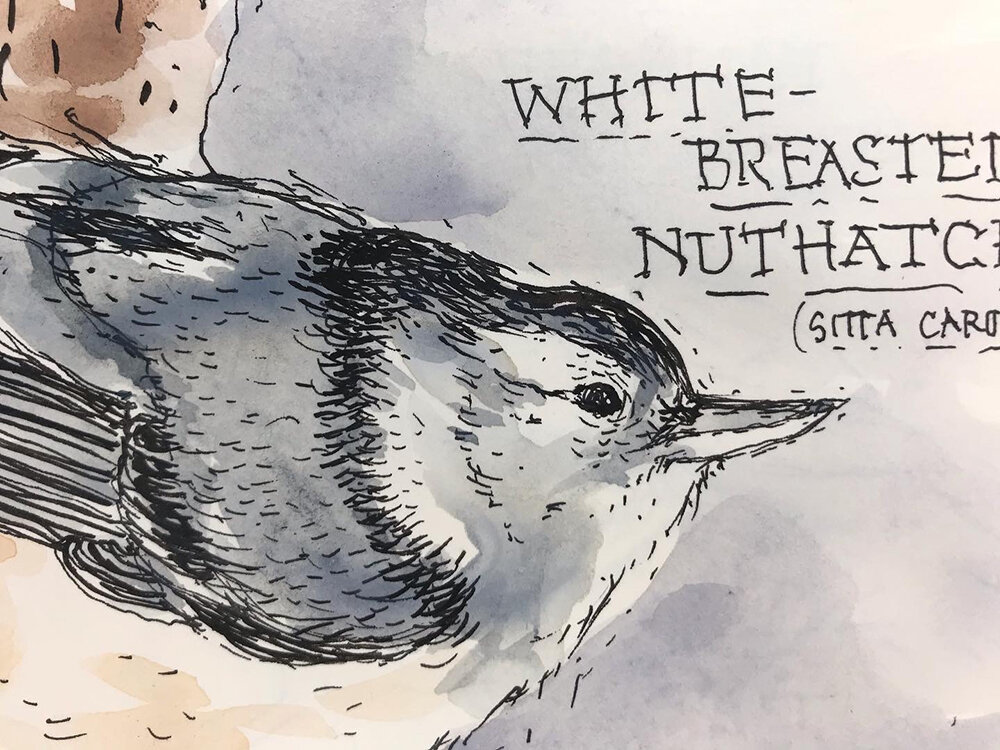 whiteBreastedNuthatchDetail.JPG