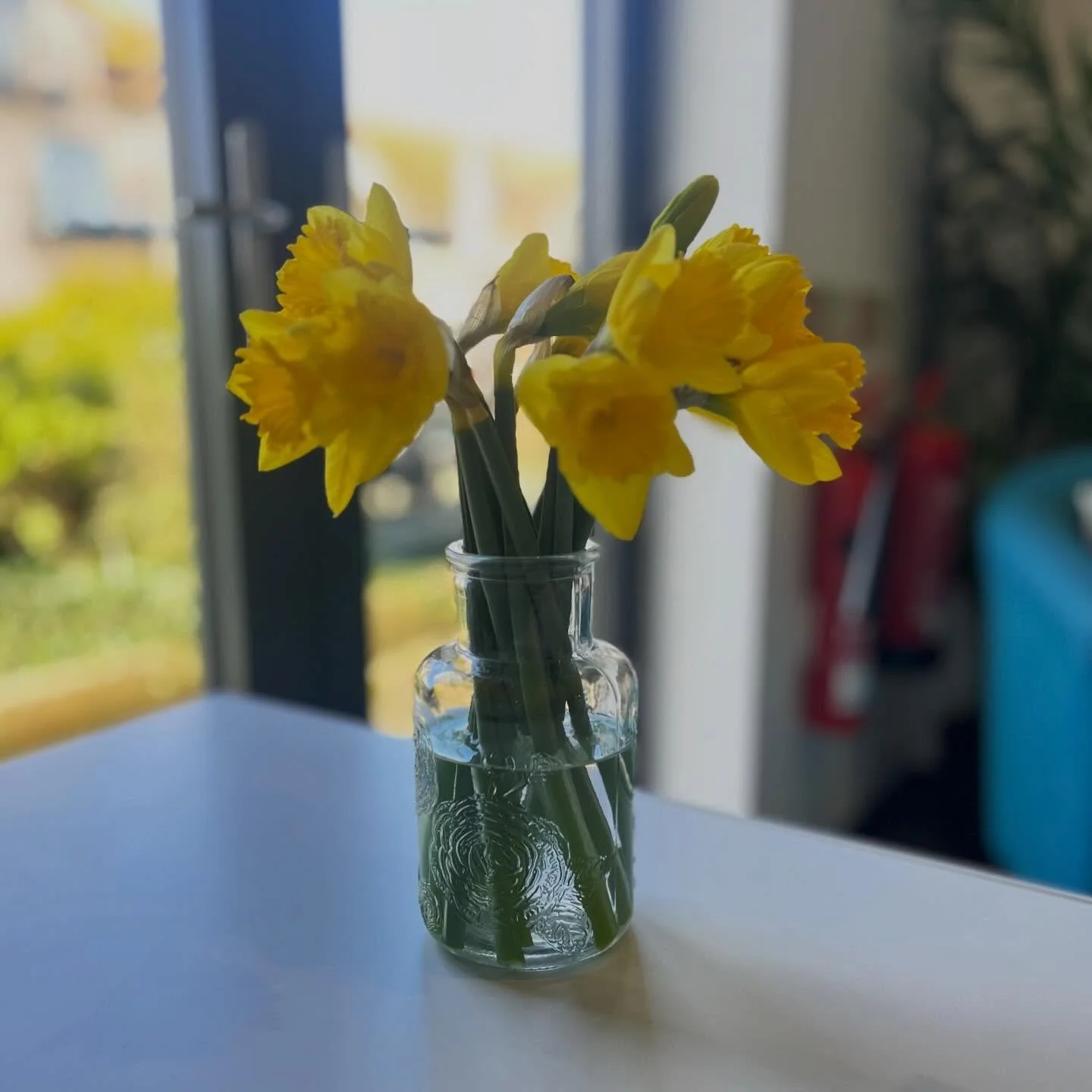 Happy St David&rsquo;s Day 🏴󠁧󠁢󠁷󠁬󠁳󠁿🌼 
Dydd Gŵyl Dewi Hapus.

@physioandsportsinjuryclinic 
🔗 Link in Bio to book online. 

#physio #stdavidsday #dyddgwyldewi #dyddgwyldewihapus #daffodil