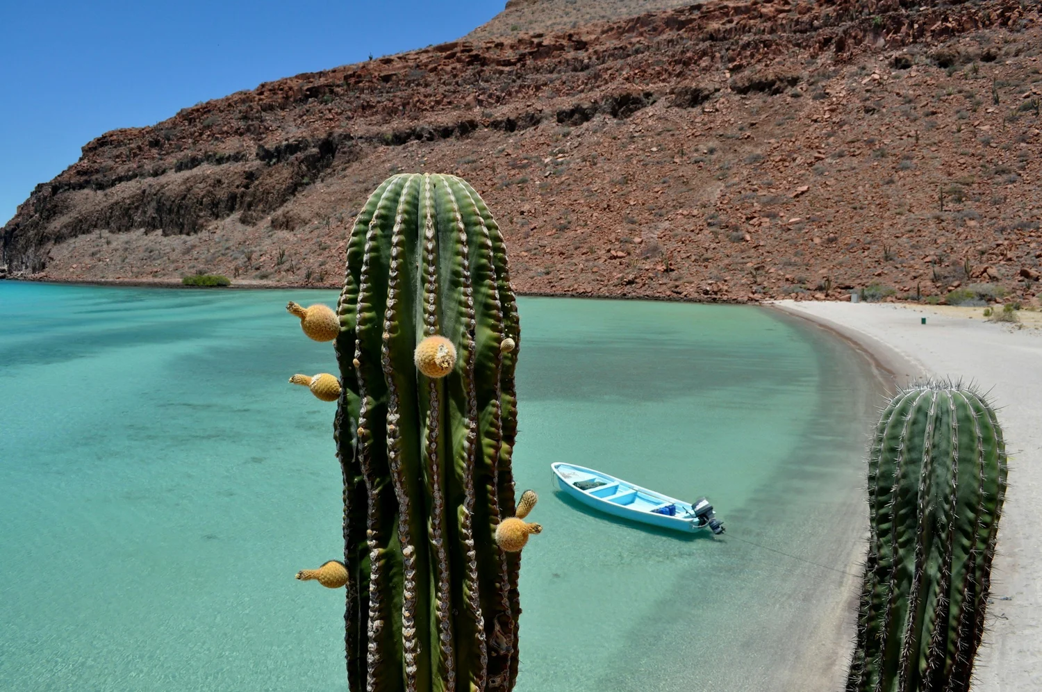 Cardón cactus above a turquoise bay on the Sea of Cortez, Baja California Sur