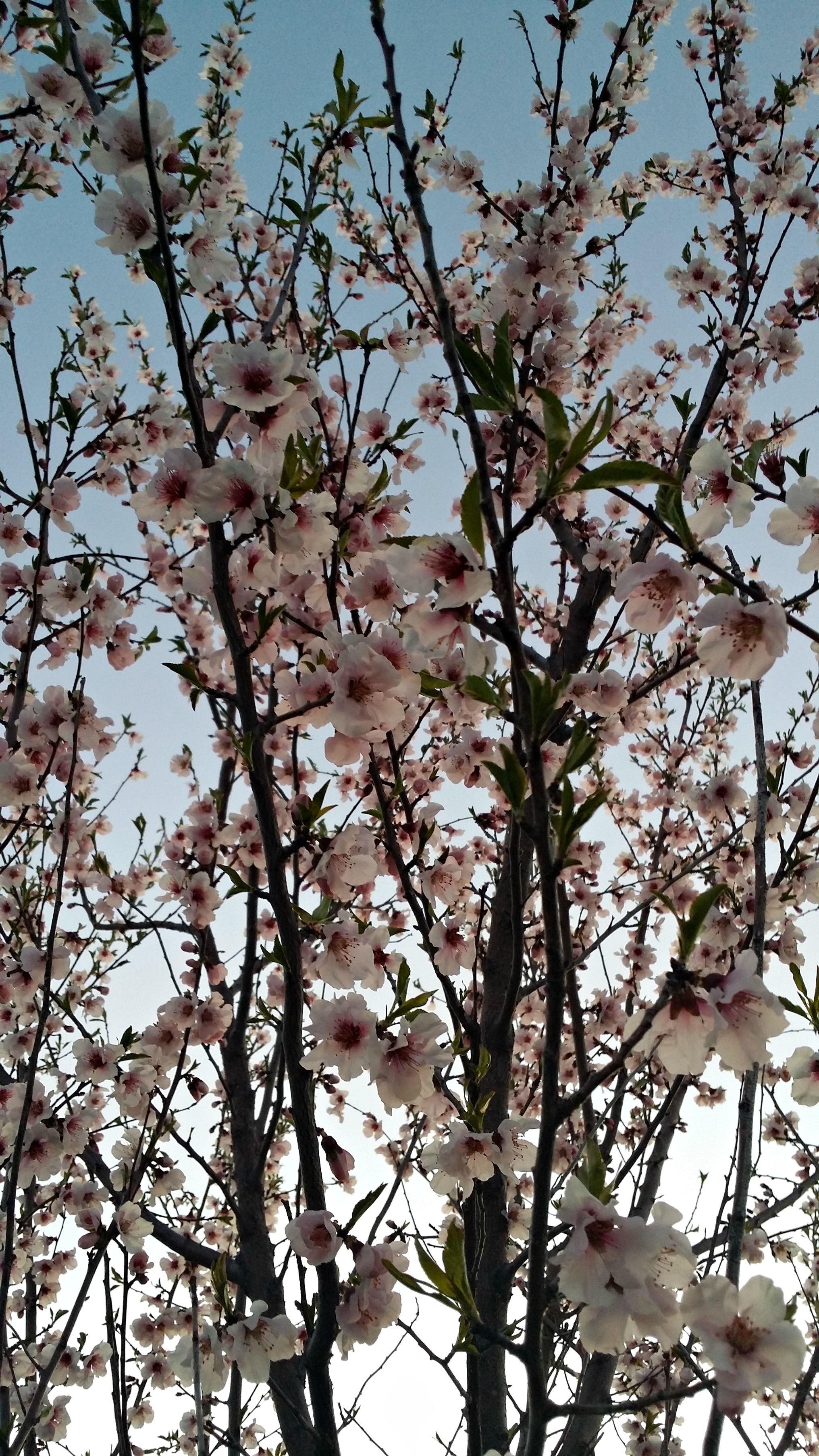 Peach Blossoms