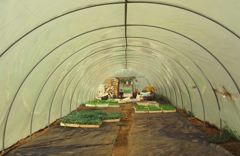 greenhouses2.jpg