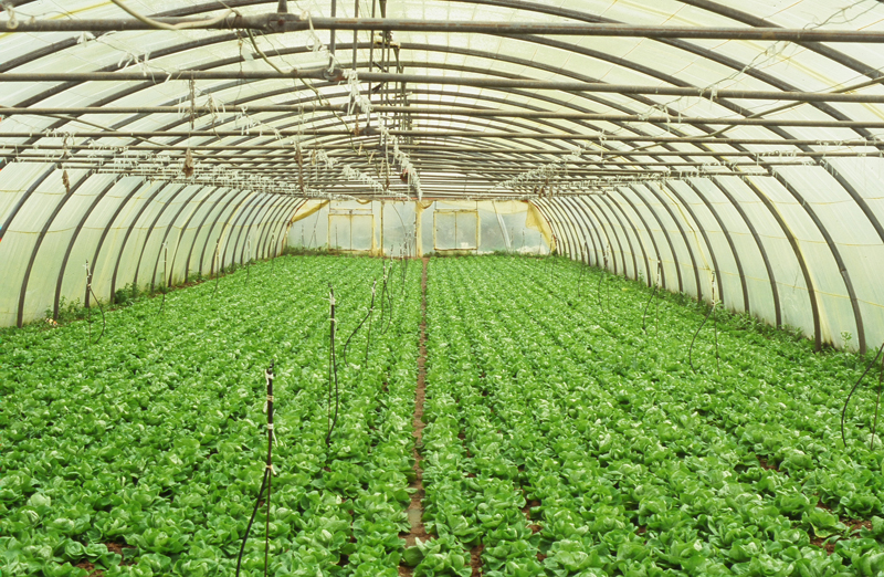 greenhouses5.jpg