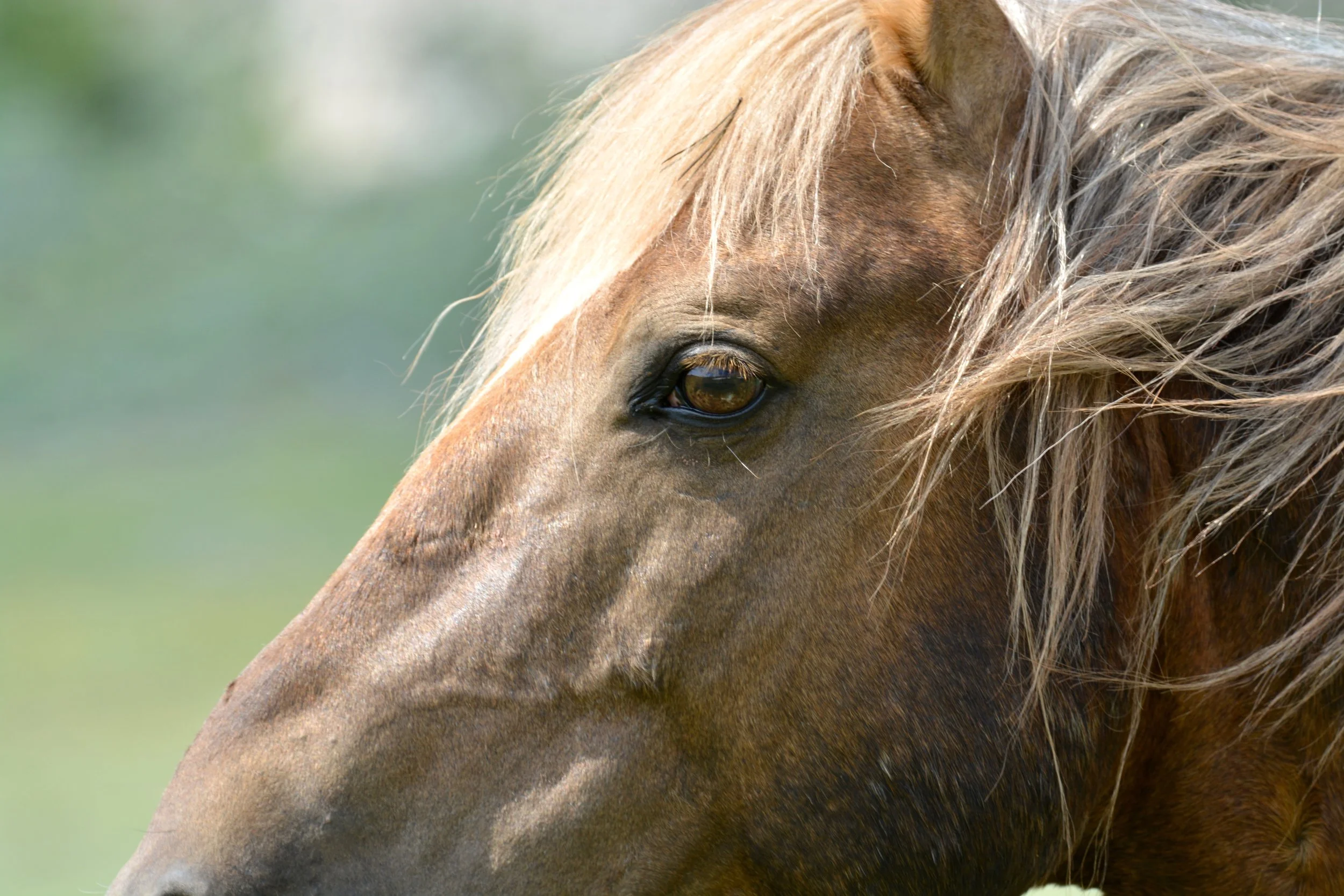 Wild pryor mountain horse Boulder