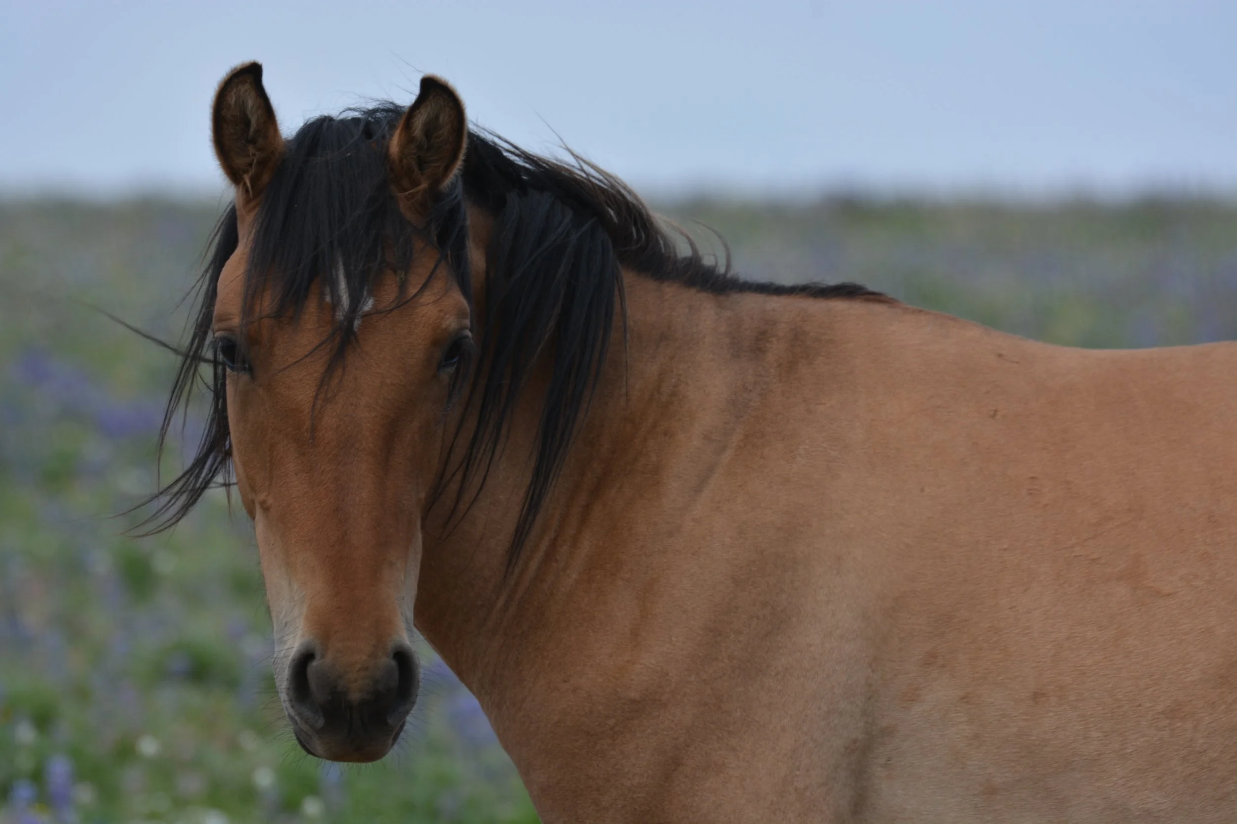pryor mountain mustang