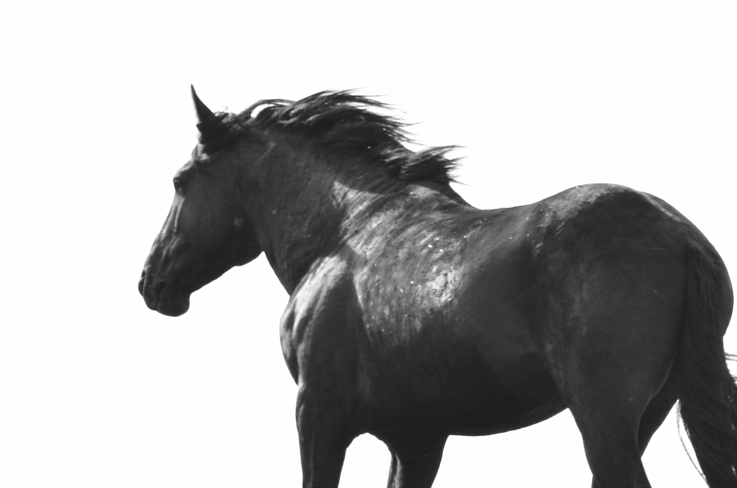 pryor mountain mustang