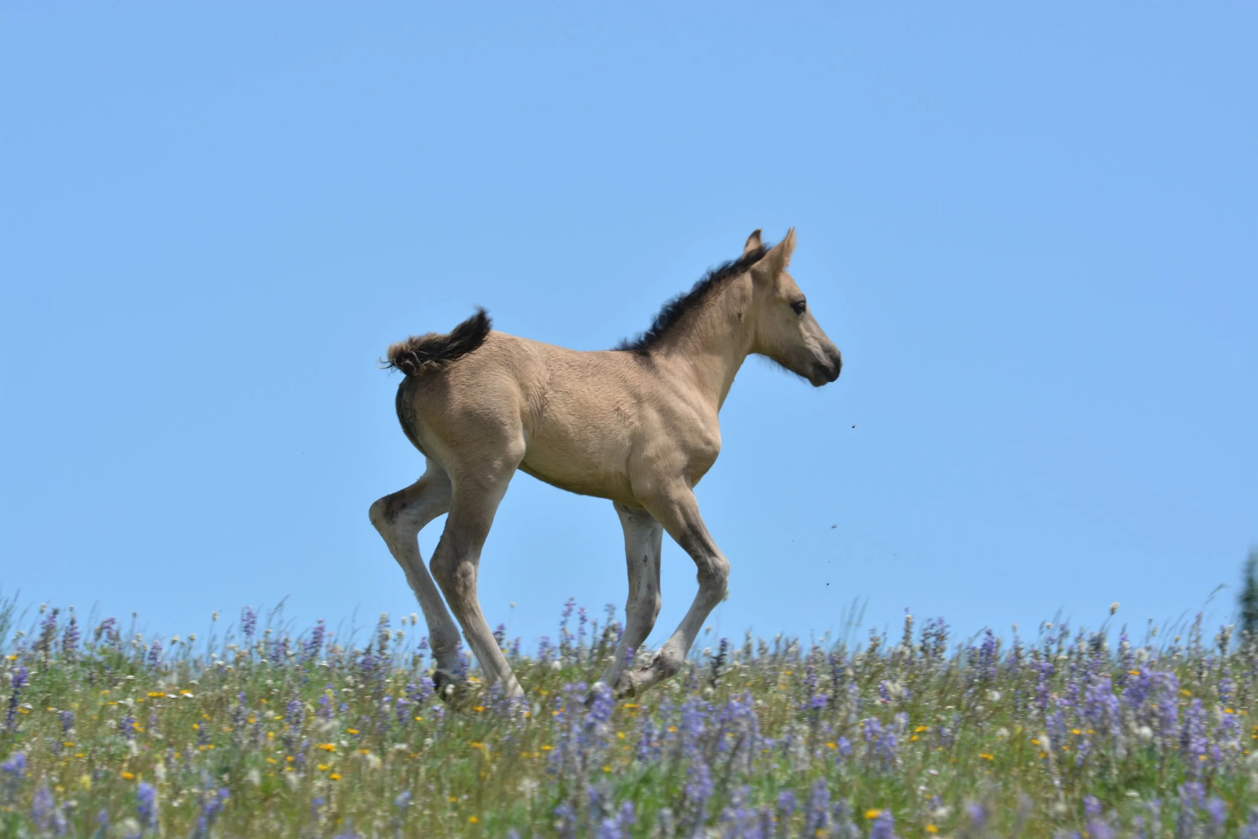 pryor mountain mustang