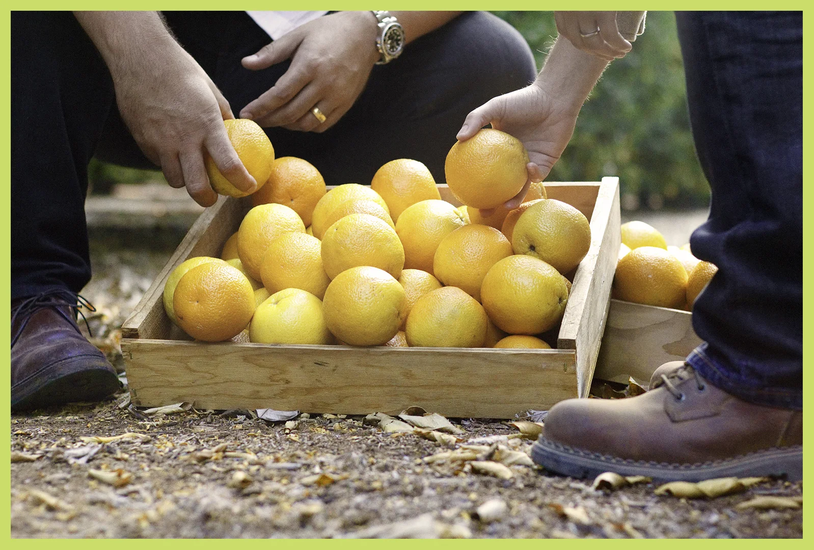 CitrusBorder5.jpg