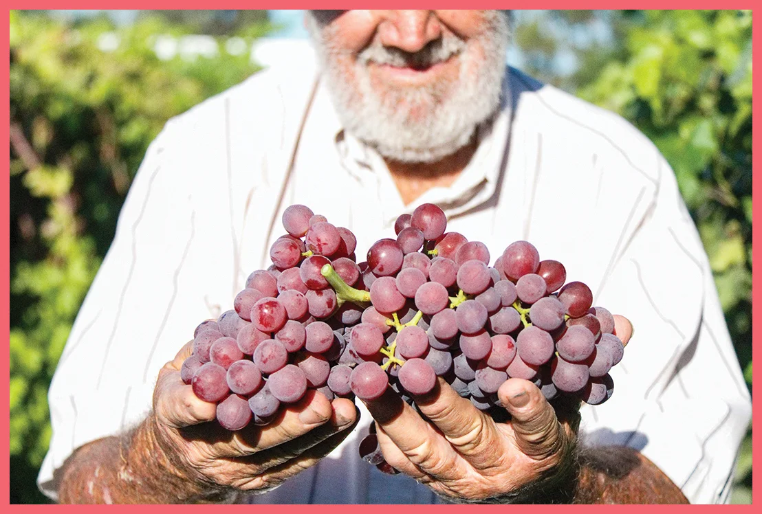GrapesBorder6.jpg
