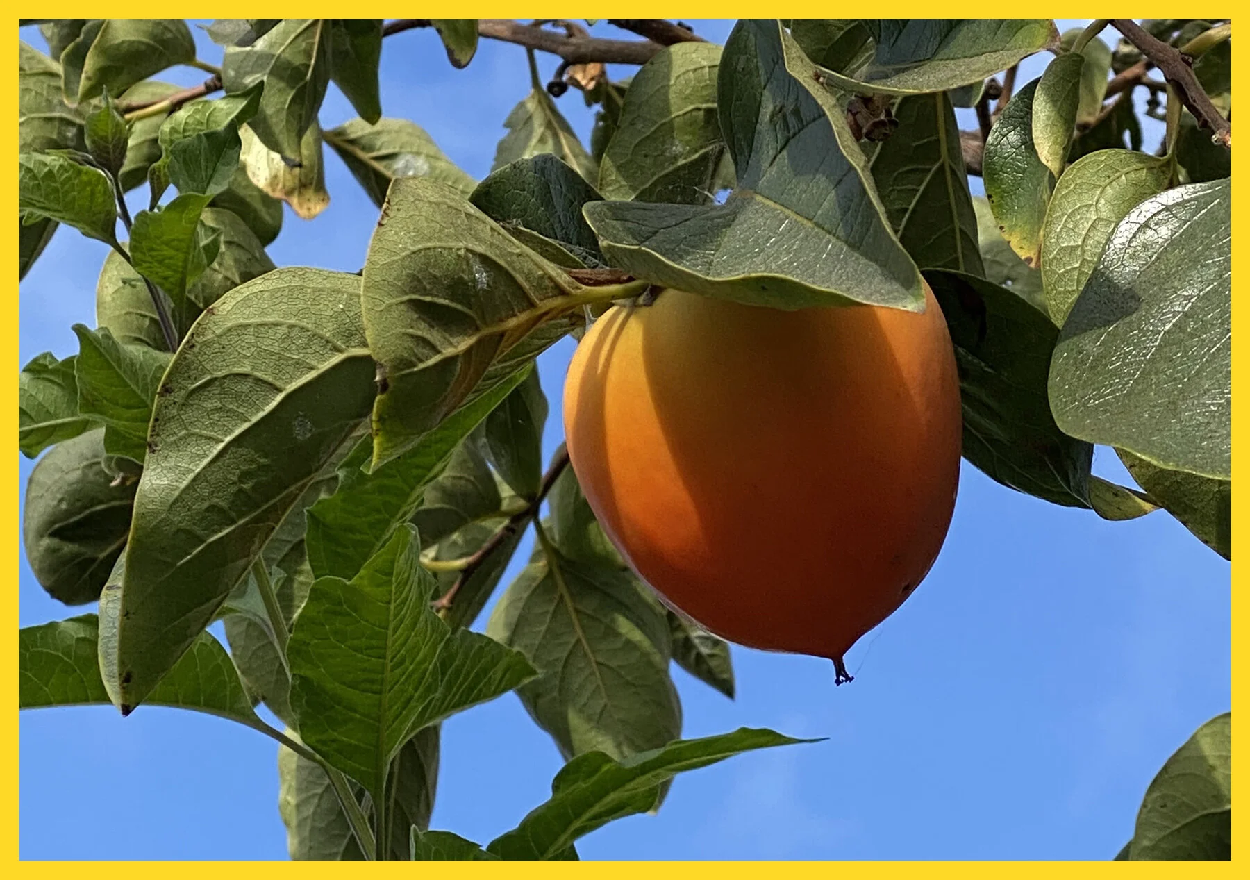 More — Fruit World