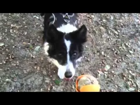 Daphne's Sweet Sixteen (Copy)