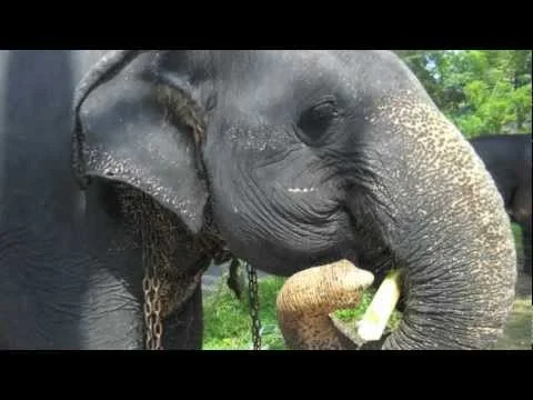 Volunteering with endangered Asian Elephants (Copy)