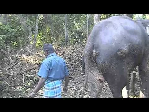 Elephant makes her bed (Copy)