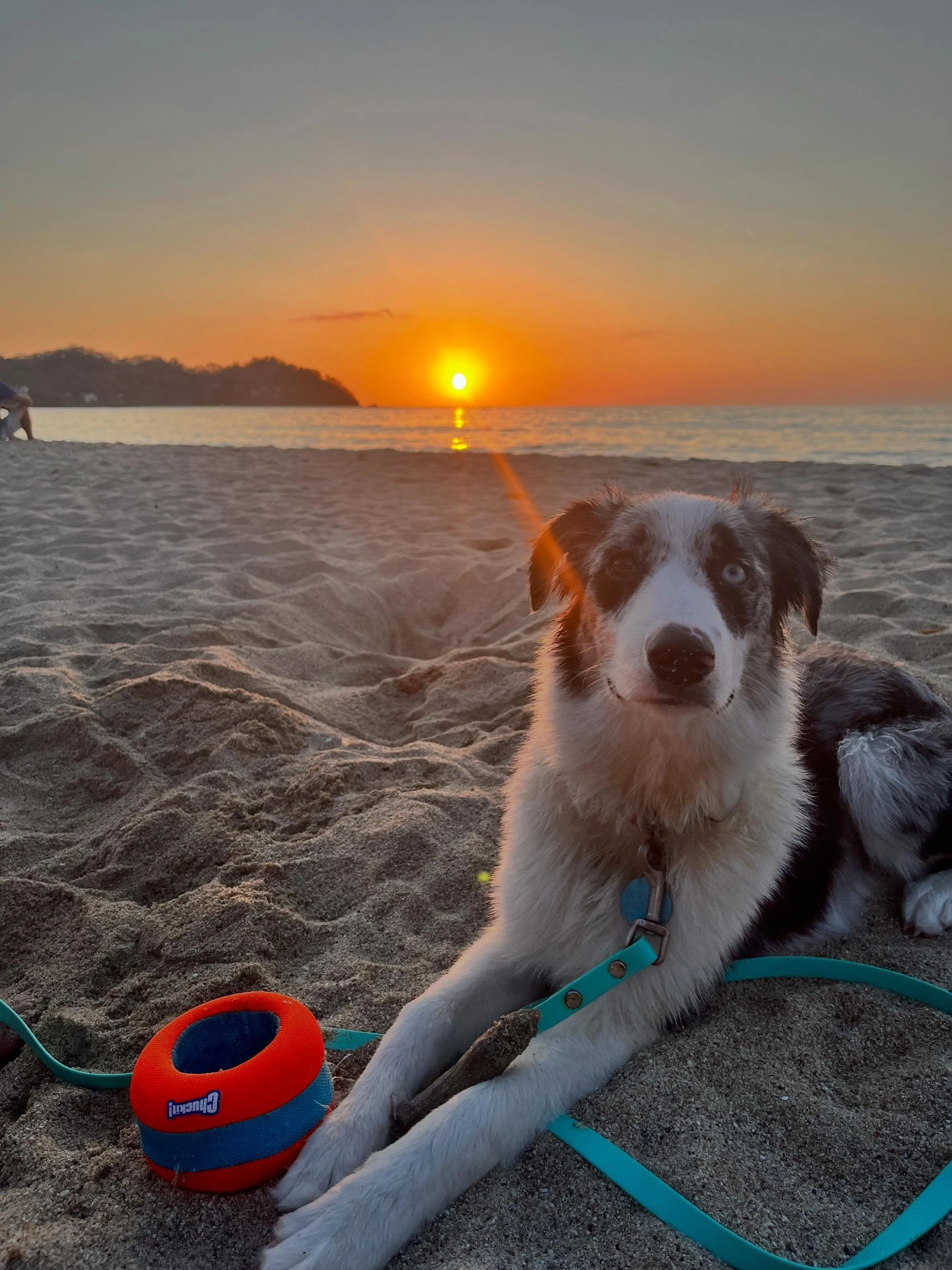 We have been together 3 months and I can&rsquo;t imagine a sunset without her. @shantithebordercollie #sayulita #sunset #dogmom #dogmomlife