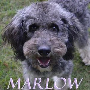 Marlow