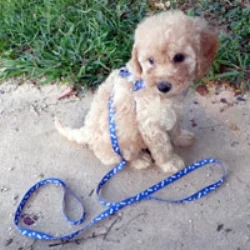 LabradoodleHarness2.jpg