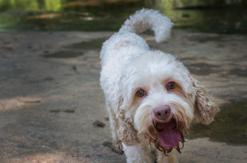 Blue Rondo Labradoodle Blue Ridge Labradoodles