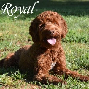 Royal