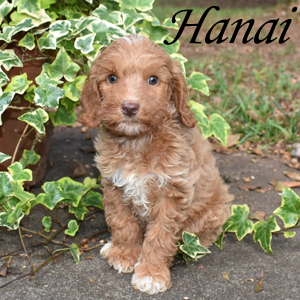 Hanai - SOLD