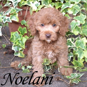 Noelani - SOLD