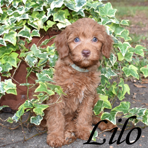 Lilo - SOLD