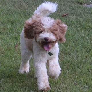 Tootsie