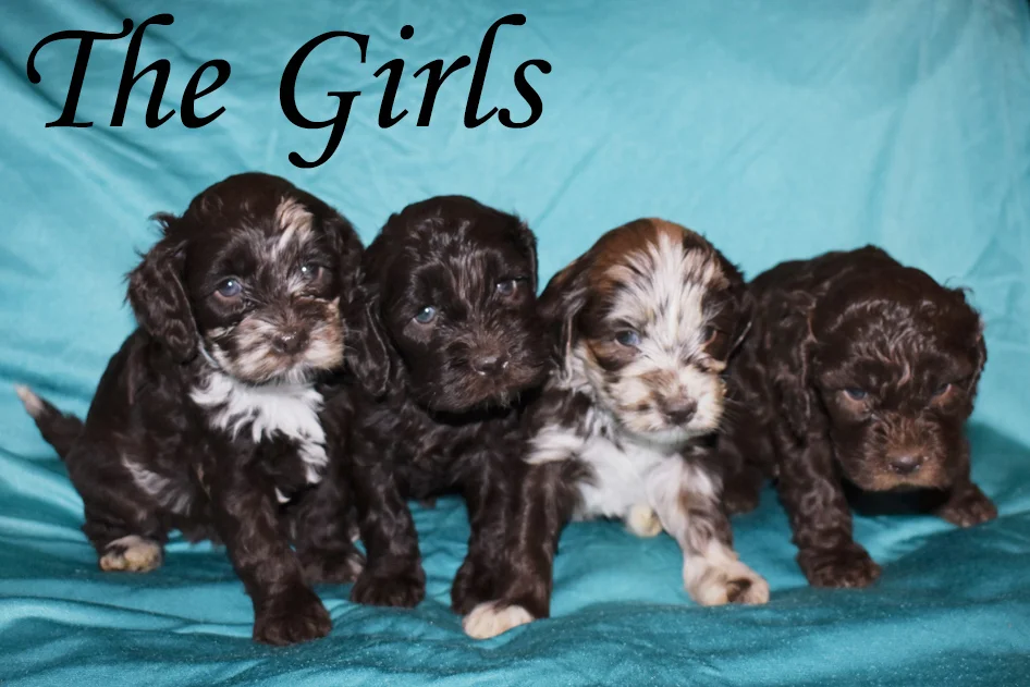 TootsieGirls1.jpg