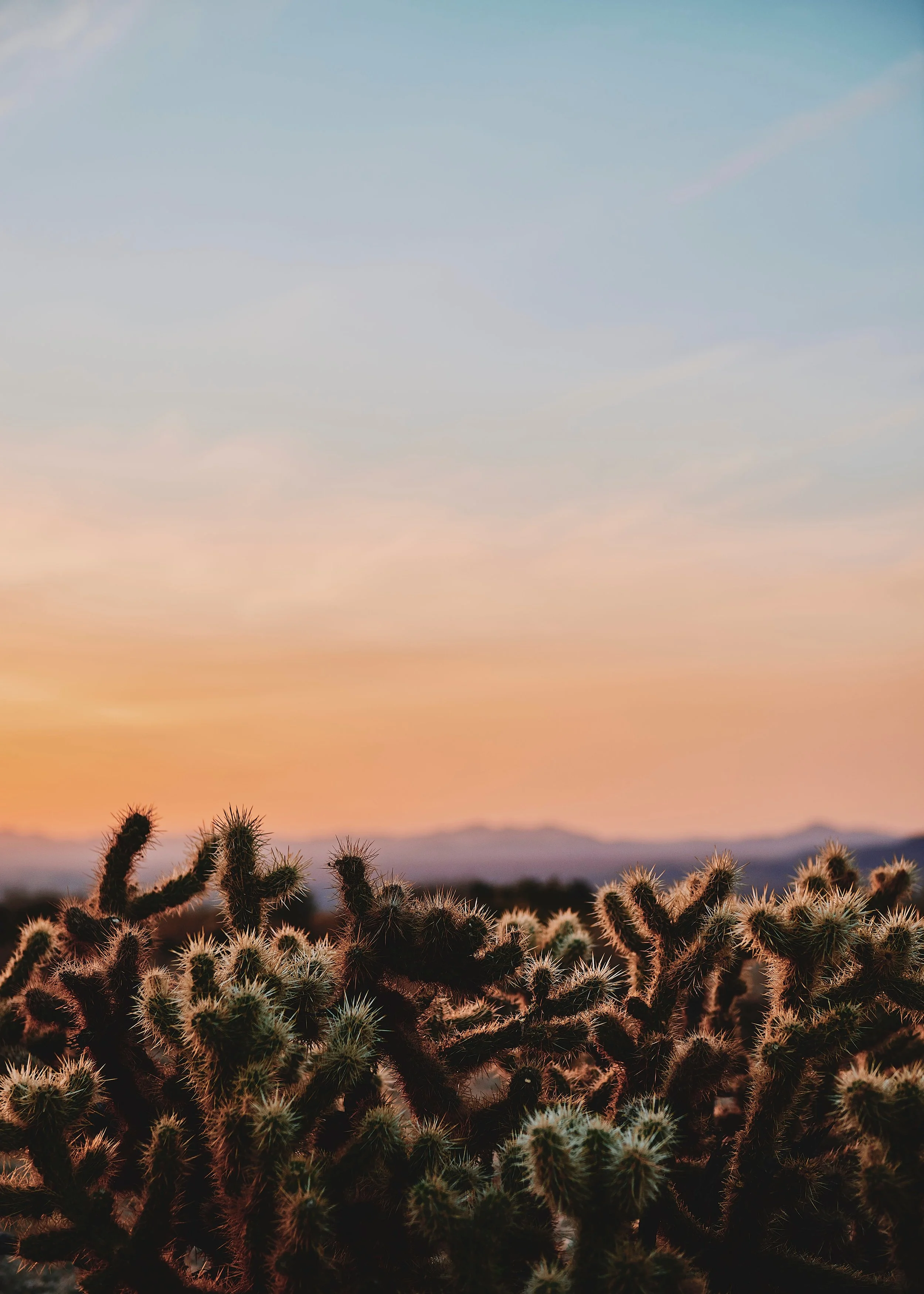 nicolas-moscarda-675644-unsplash.jpg