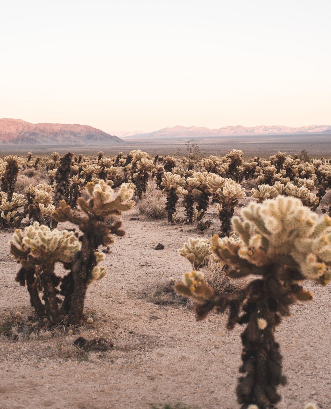 Few things rival the magic of those cotton candy sunsets over Joshua Tree 🏜️⁠
.⁠
.⁠
.⁠
.⁠
#desertreset #retreat #meditation #yoga #transformationalretreat #wellnessretreat #plantbased #veganretreat #yogalife #vegan #desertlife #yogainspiration #yoga