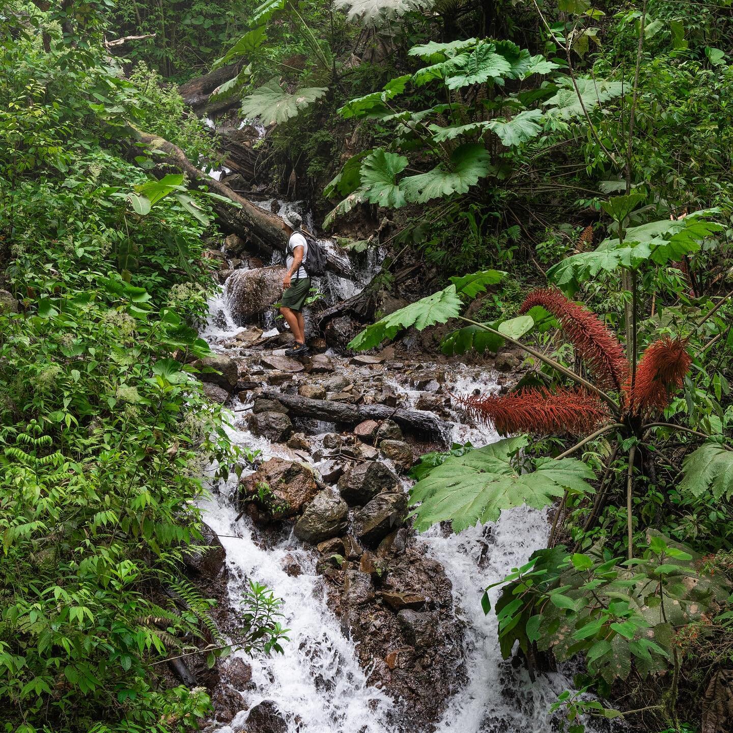 A esto nos referimos con &ldquo;El lado salvaje de Monteverde&rdquo; 🍃🤯

Costa Rica est&aacute; llena de lugares impresionantes y El Tigre es uno de ellos 

#eltigrewaterfalls #waterfalls #hiking #hikingadventures #hikingculture #trekking #trailrun